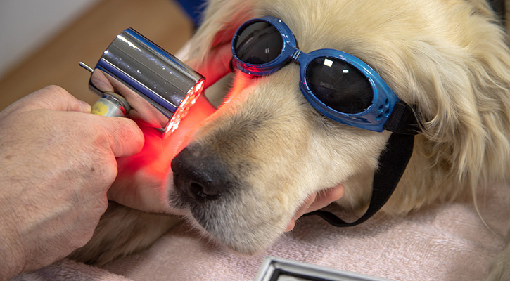 Dog getting dental care